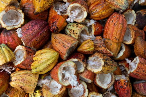 V kakaových bobech se nachází až 50 semen pokrytých bílou dužinou, jež jsou dále fermentována pro dosažení typické kakaové chuti, přirozeně jsou totiž nepříjemně nahořklá